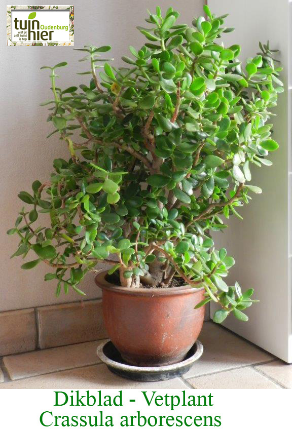 Dikblad - Vetplant - Crassula arborescens - Tuinhier Oudenburg