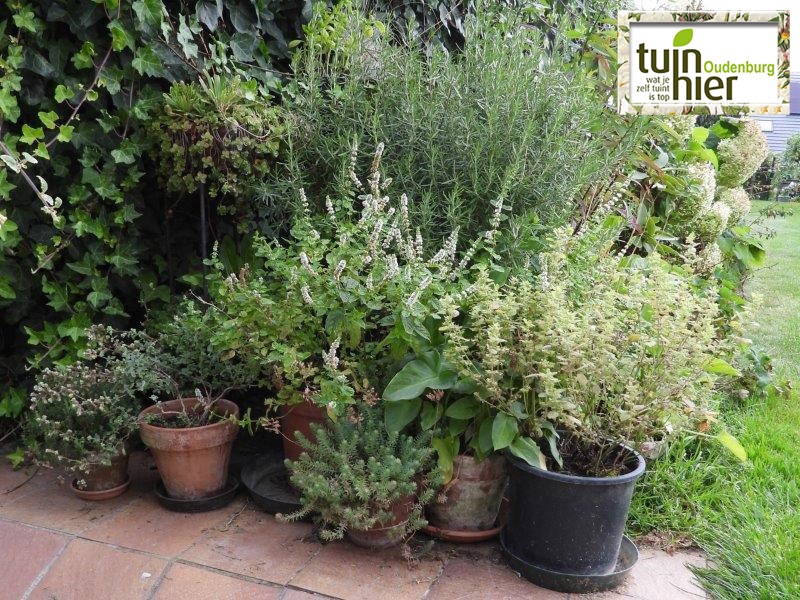 Tuin kruiden in een pot - Start to tuinier - Tuinhier Oudenburg