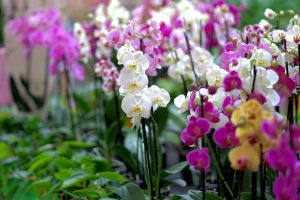 Tuinbezoek 'Orchideeën kwekerij' - Tuinhier Oudenburg