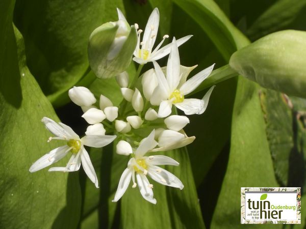 Daslook - Allium ursinum - Tuinhier Oudenburg