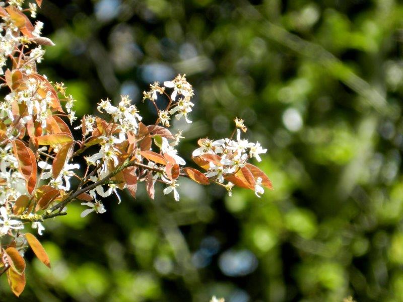 Amelanchier lamarckii - Krentenboompje