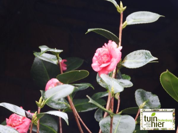 Camellia japonica - Camellia, Camelia - Tuinhier Oudenburg