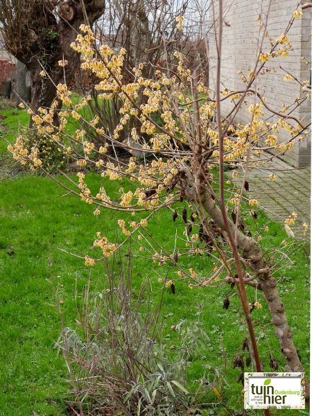 Chimonanthus praecox- Meloenboompje, specerijstruik, winterzoetbitterzoet, specerijstruik, winter sweet - Tuinhier Oudenburg