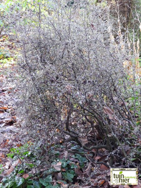 Corokia cotoneaster - Zigzagplant, de draadjesstruik, de draadjesplant  - Tuinhier Oudenburg