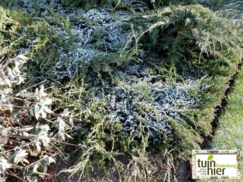 Juniperus Communnis 'green carpet' - Jeneverbes - gewone jeneverbes  - Juniperus Communnis 'green carpet -  Tuinhier Oudenburg