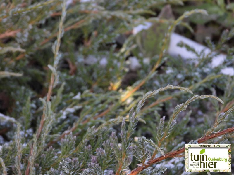 Juniperus Squamata 'bleu carpet'- Himalaya jeneverbes, dwergjeneverbes, jeneverbes - Tuinhier Oudenburg