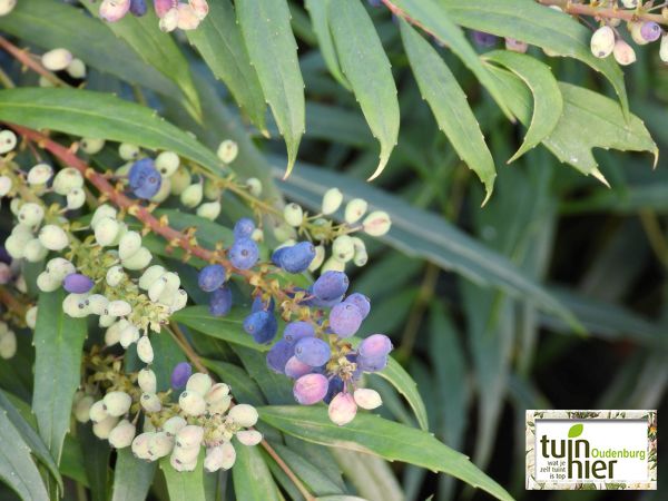 Mahonia eurybracteata 'Soft Caress' - Chinese mahonia - mahoniestruik - Tuinhier Oudenburg