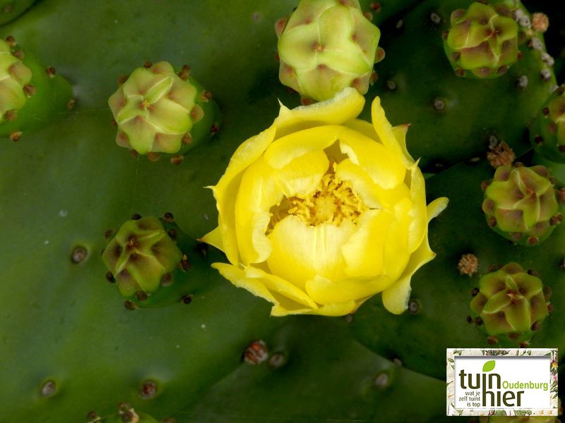Opuntia humifusa - De cactusvijg, de woestijnvijg, de perencactus, de schijfcactus of de oostelijke stekelige peer - Tuinhier Oudenburg