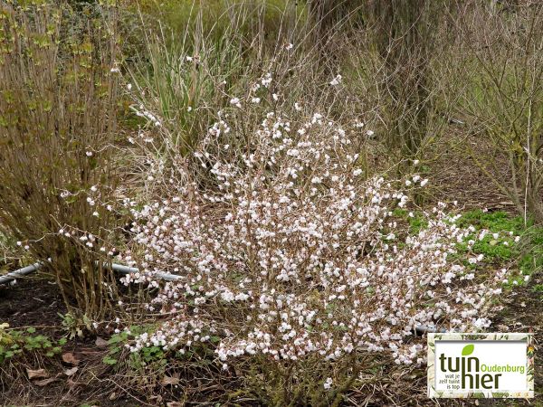 Prunus cistena - Sierkers, purperbladige zandkers, sierpruim, zandkers - Tuinhier Oudenburg