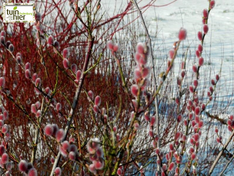 Salix gracilistyla 'Mout Aso' - wilg, katjeswilg, roze knuffelwilg