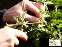 De citroengeranium  - pelargonium graveolens - stekken - Tuinhier Oudenburg