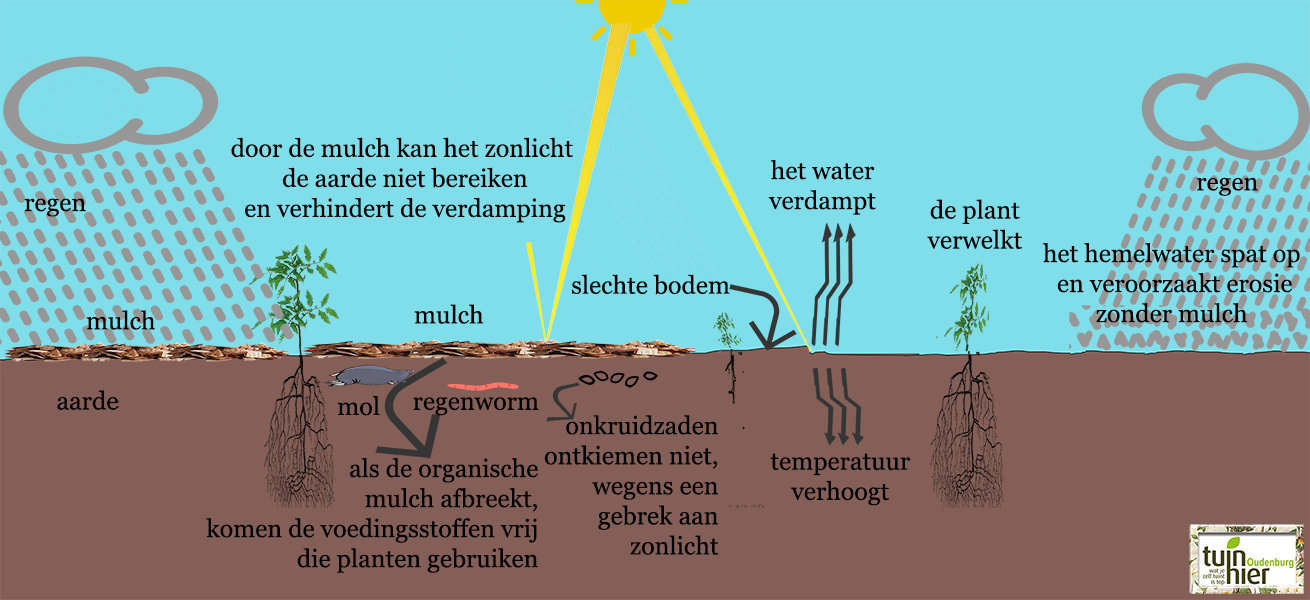 Principe mulch - Efficiënt waterbeheer   - Tuinhier Oudenburg