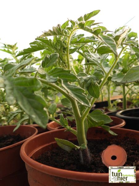 Olla in een tomatenbloempot -Efficiënt waterbeheer - Tuinhier Oudenburg