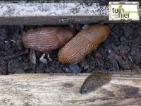 enkele naakslakken onder de houten plank - Tuinhier Oudenburg