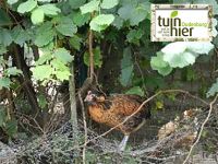 Araucana kippen leggen groene eieren - tuinkuiser - Tuinhier Oudenburg