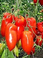 Resistente tomaten - Tuinier Oudenburg