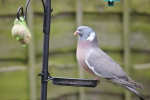 Vogels voederen - Tuinhier Oudenburg