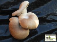 Groepsaankoop Bio-groeipakket oesterzwammen - Tuinhier Oudenburg